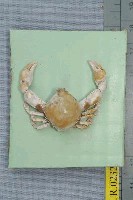 藏品(斜方玉蟹)的圖片